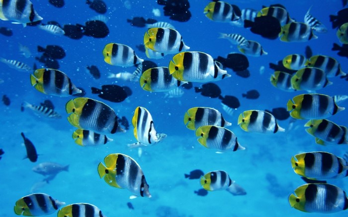 School of butterflyfish underwater