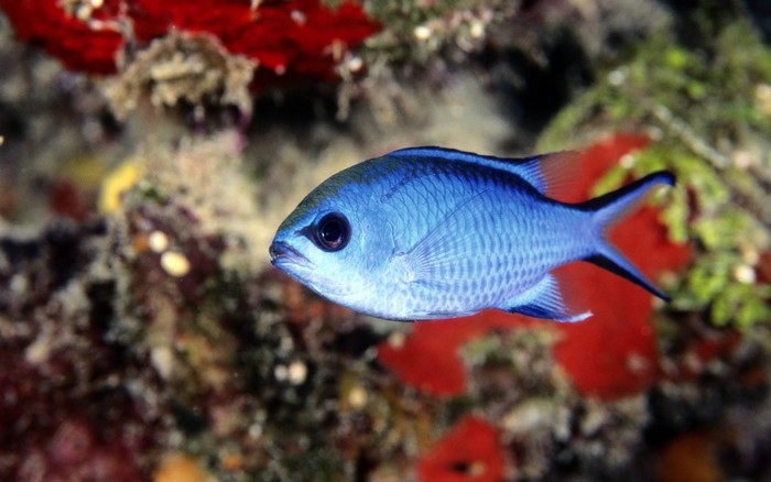 Vibrant Blue Coral Reef Fish in Underwater Habitat