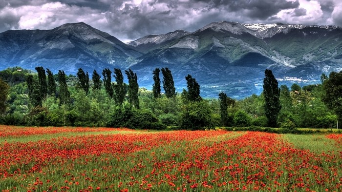 Field of poppies with mountains and stormy sky