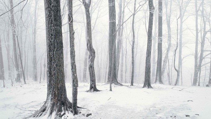 Snowy forest with bare trees in winter fog