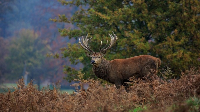 Majestic stag with large antlers in a forest clearing