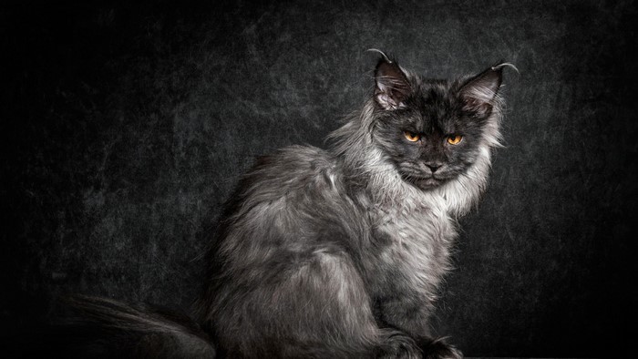 Black Maine Coon cat with orange eyes on dark background