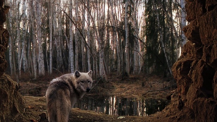 Wolf in a birch forest near a pond