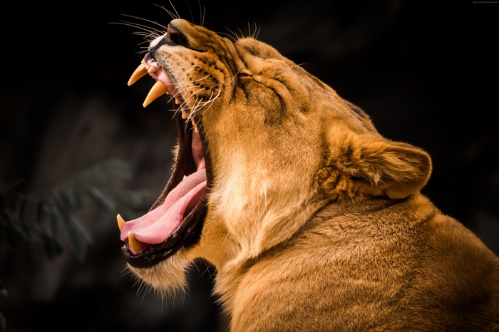Lion yawning with sharp teeth, 4K