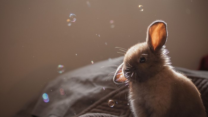 Close up of a baby rabbit with bubbles