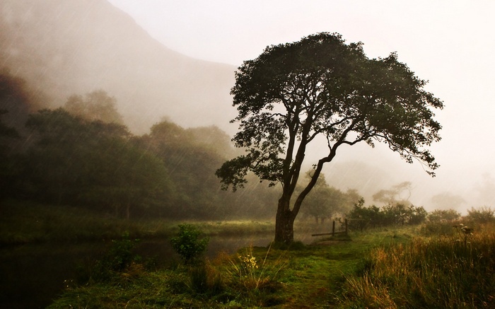 Tree by a misty lake during rainfall