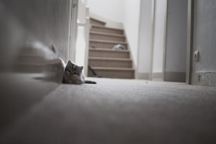 Kitten sitting on carpet near stairs