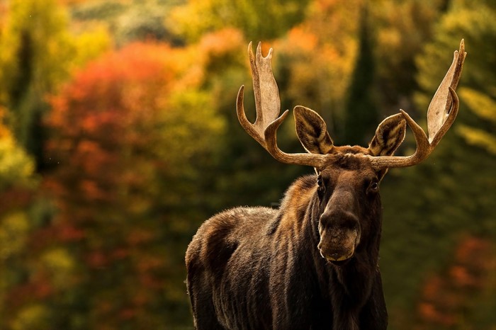 Moose with large antlers in autumn forest