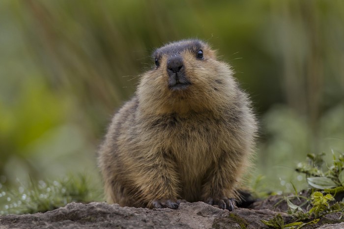 A marmot sits on a rock in a grassy area