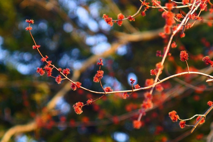 Red blossoms on a tree branch in sunlight
