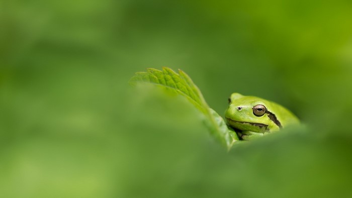 Green frog peeking from behind a leaf