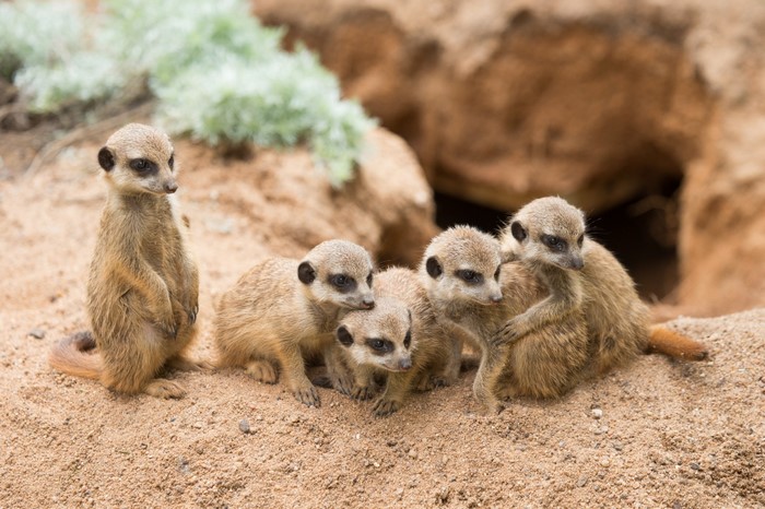 A group of meerkats on sandy ground near a burrow