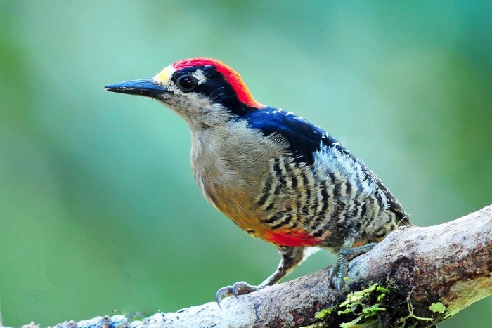 A colorful woodpecker perched on a branch