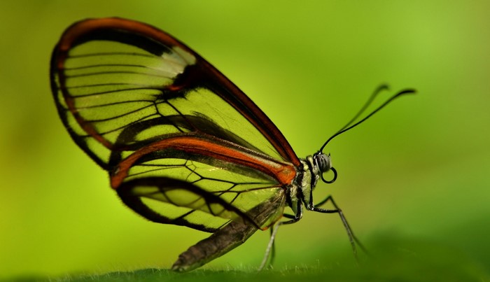 Glasswing butterfly on a green leaf