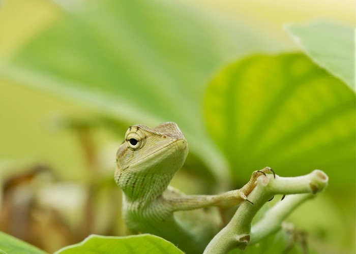 animals, nature, branch, green, wildlife, amphibian, reptiles, lizard ...