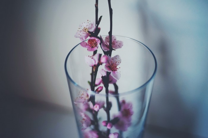 Pink flowers in a glass vase