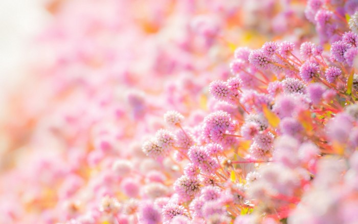 Close up of pink globe amaranth flowers in soft light