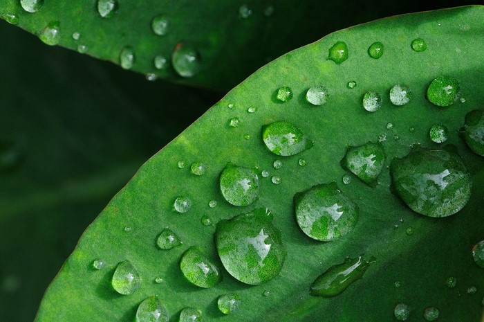 Close-up of water drops on a green leaf