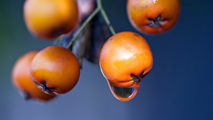 Close-up of orange berries with a water droplet