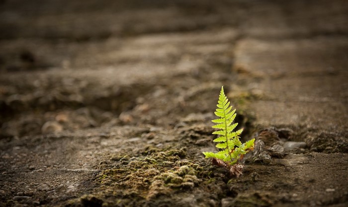 A single fern growing from a crack in the ground