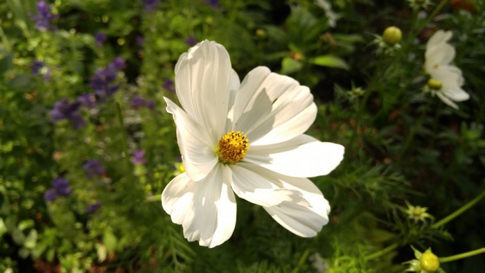White Cosmos Flower in a Garden