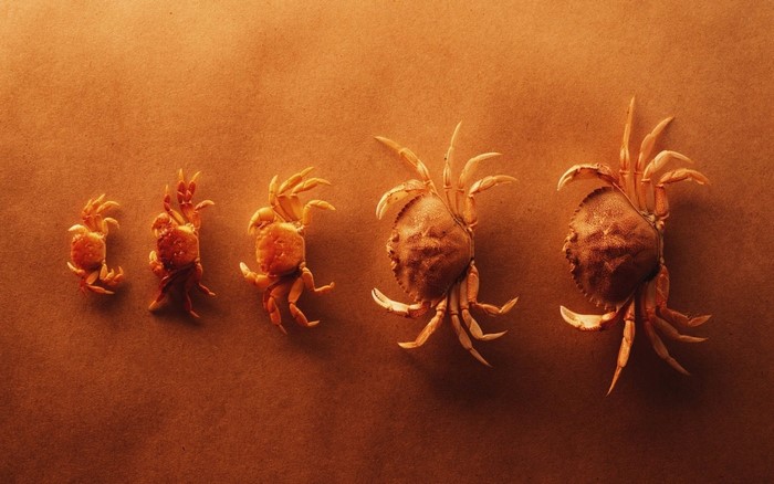 Five crabs of increasing size on a brown background