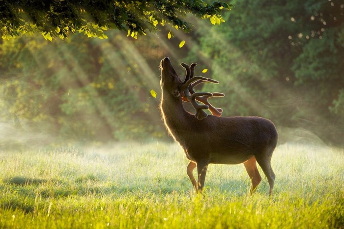 Deer reaching for leaves in sunlit meadow