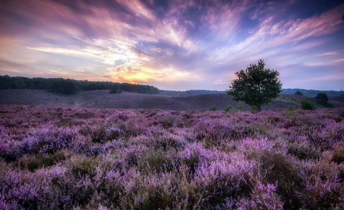 Purple heather field at sunrise with a lone tree