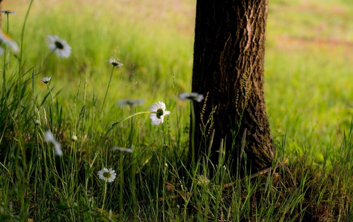 Daisies and tree trunk in a grassy field