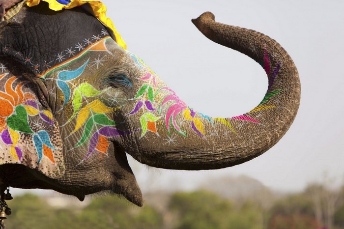 Decorated elephant with colorful paint in India