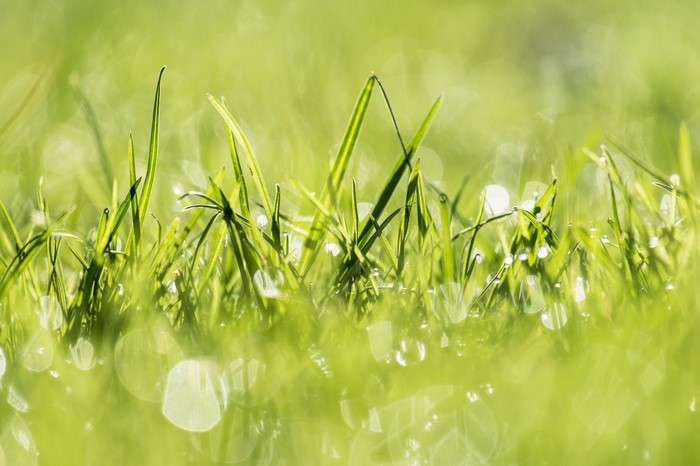 Close-up of green grass with dew drops in sunlight