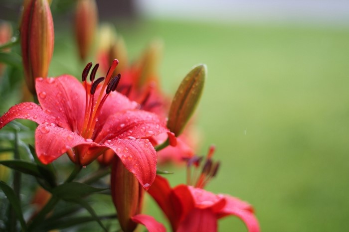 Close up of red lilies with water droplets