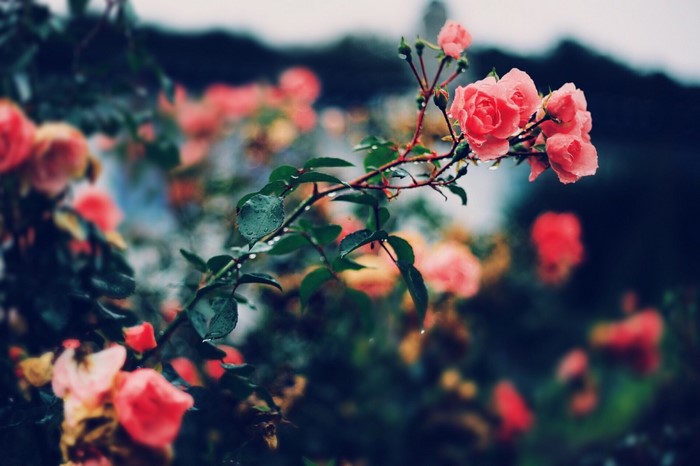 Delicate Pink Roses on Branch with Dew