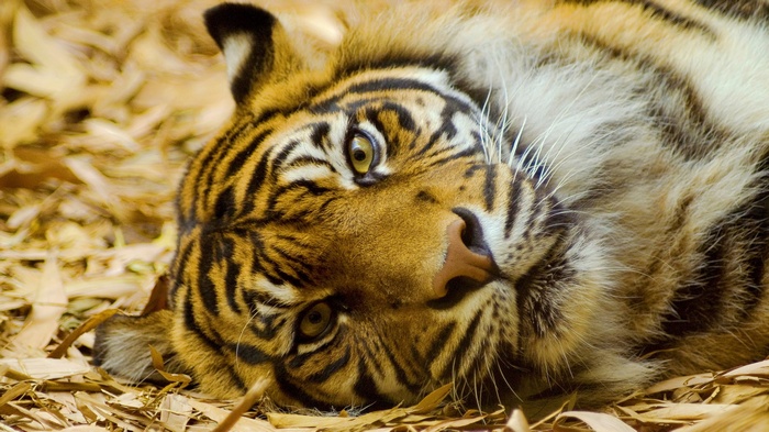Tiger lying on dry leaves