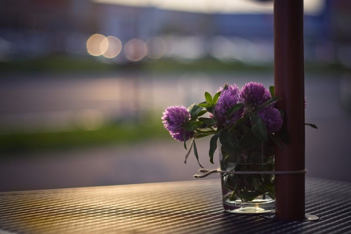 Purple clover flowers in a glass vase on a table