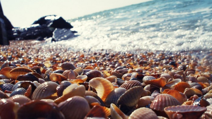 Seashells on a beach with waves