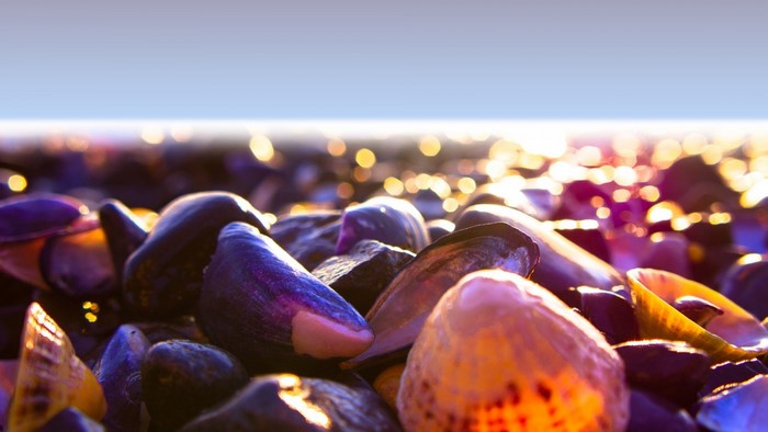 Close-up of seashells on a beach with bokeh background