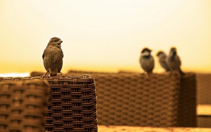Sparrows sitting on wicker furniture at sunrise