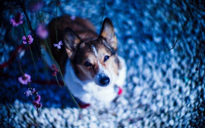 Corgi dog with pink flowers in winter