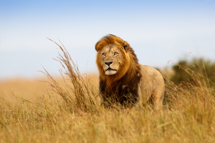 Lion on the savanna
