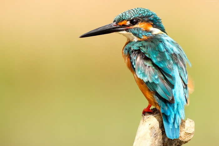 Kingfisher perched on a branch