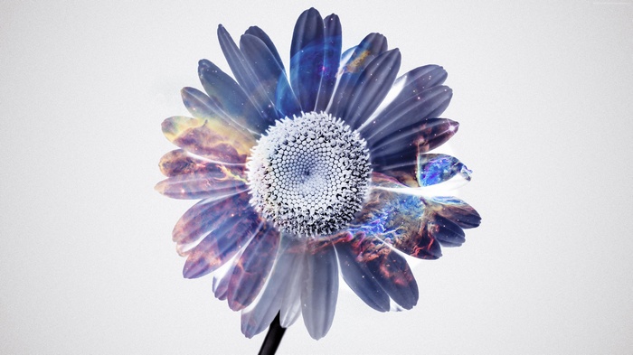 Flower with Galaxy Inside