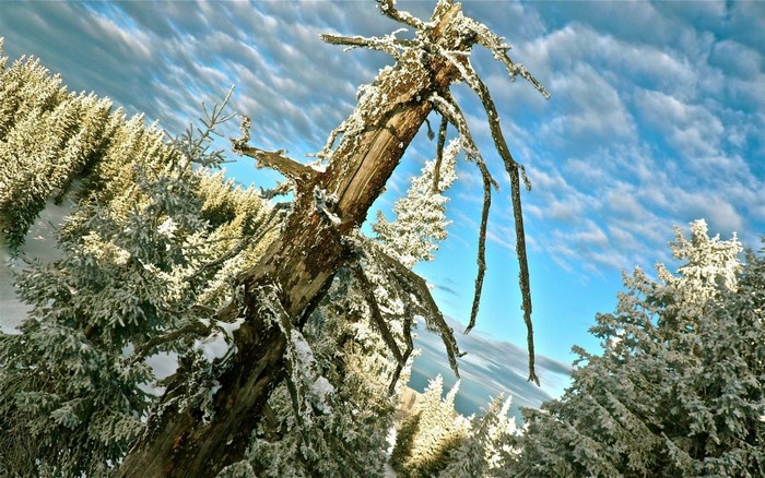 Dead tree covered in snow against a cloudy sky