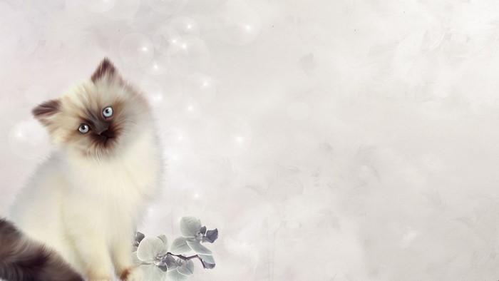 Fluffy kitten with blue eyes and flowers
