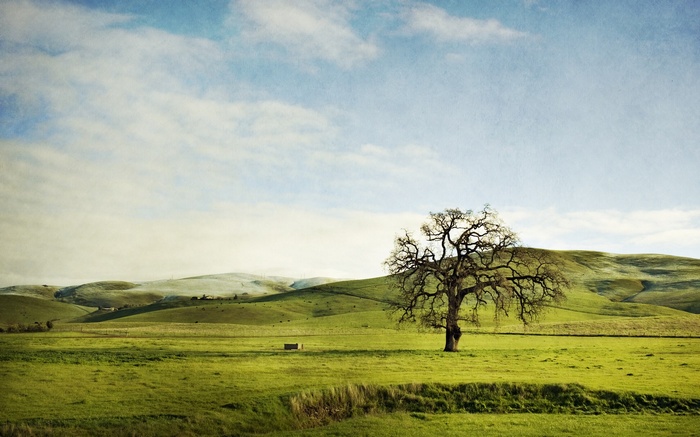 Lone oak tree in a green field with rolling hills