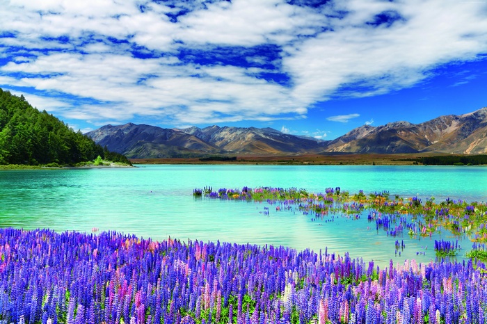 Lake with Mountains and Lupine Flowers in New Zealand 4K