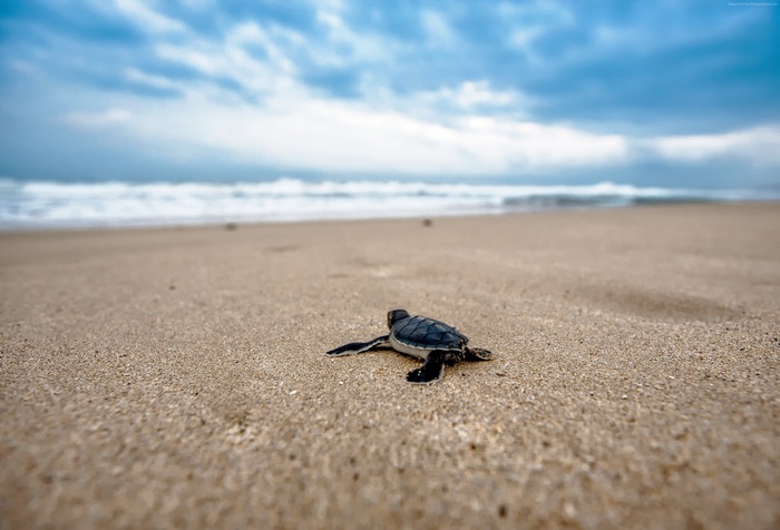 Baby sea turtle on a sandy beach