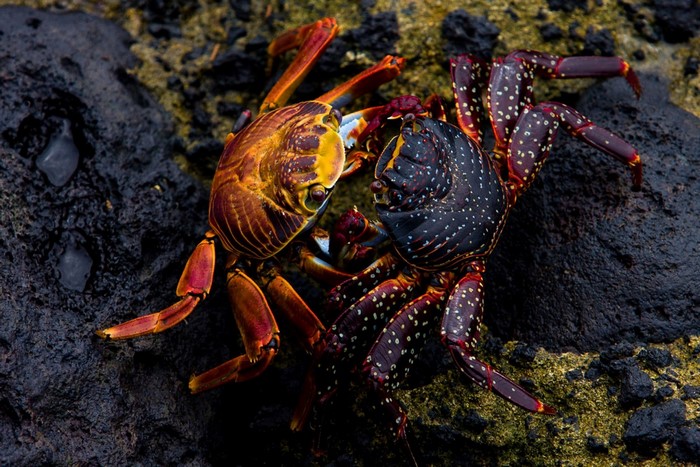 Two colorful crabs on dark rocks