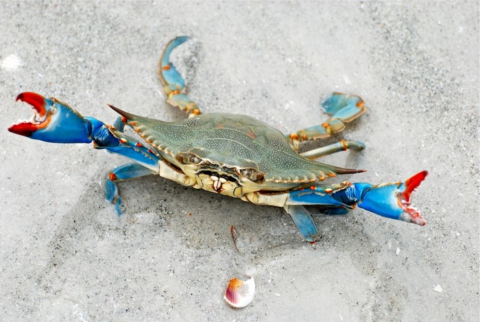 Blue Crab on Sandy Beach
