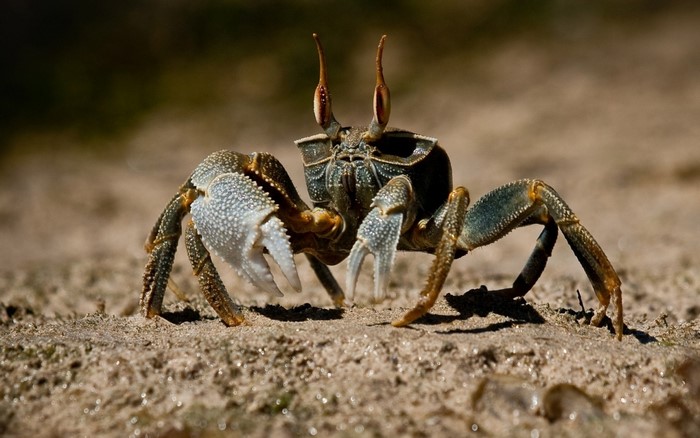 Ghost crab with large claw on sandy beach